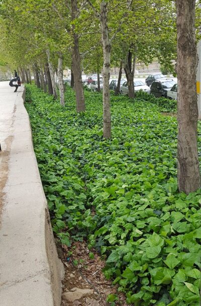استفاده از گیاهان پوششی به جای چمن