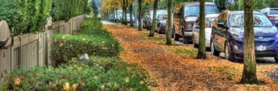 راهنمای کاربردی انتخاب درختان شهری