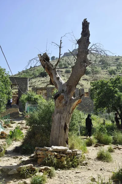 درختی شفابخش در روستای اورامان تخت