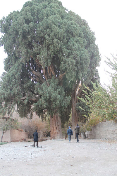 پیوند با تاریخ سرزمین کرمان با حفظ سرو هزارساله سیرچ