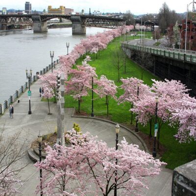 تاثیر فرم شهری پیاده محور بر میزان رضایتمندی زنان سالمند