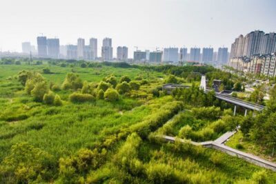 حفظ اکوسیستم با طراحی پارک باتلاقی