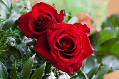 گیاهان مناسب برای روز ولنتاین