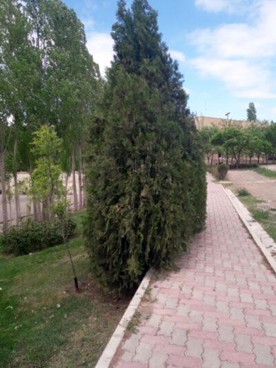 توجه به قطر تاج و تاثیر آن در کاشت