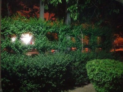 استفاده از گیاهان هرس شده در حاشیه پارک به عنوان حصار