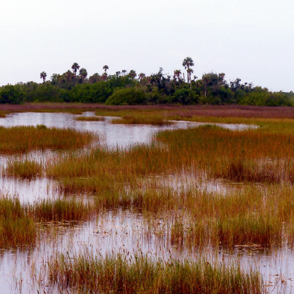 salt-marsh