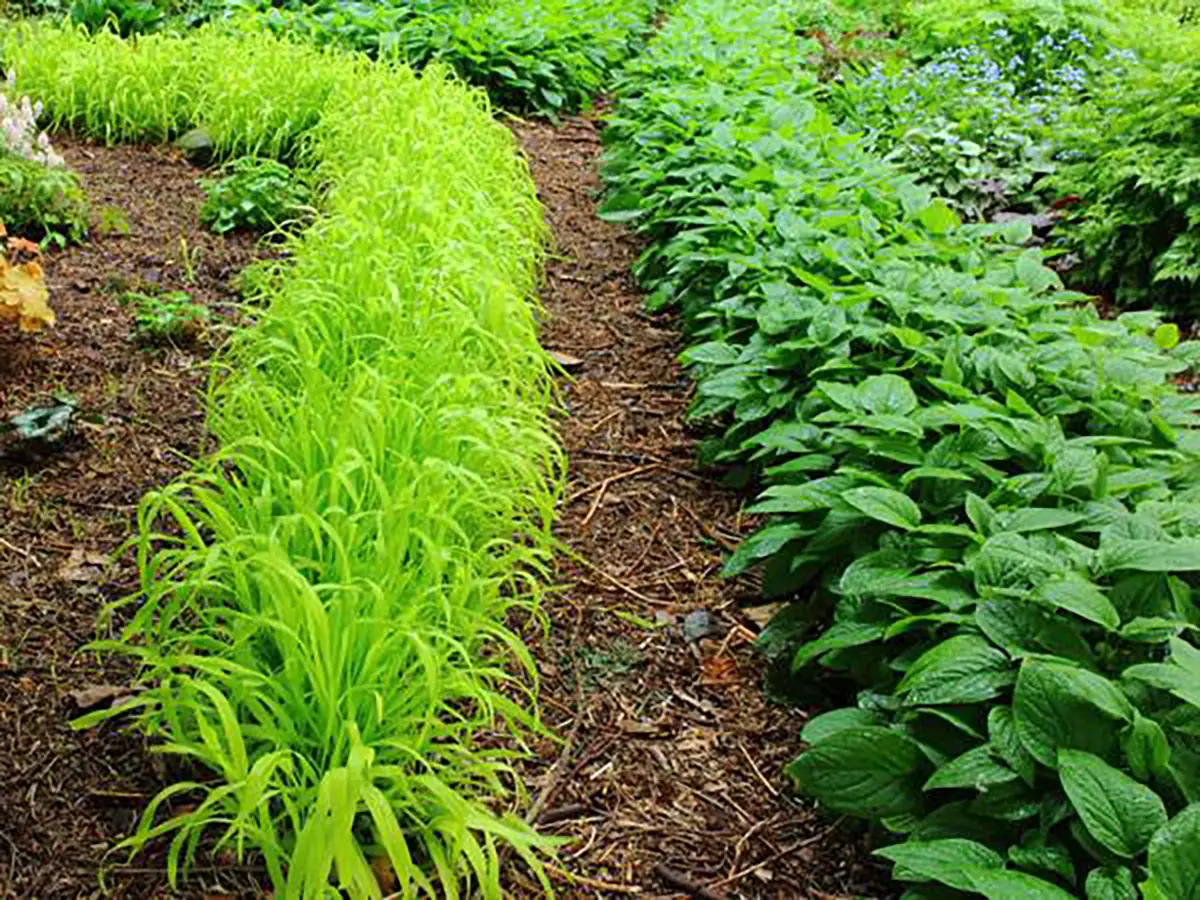 گیاهان مناسب برای استفاده در یک بام سبز وسیع