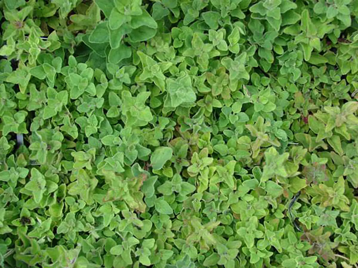 گیاهان مناسب برای استفاده در یک بام سبز وسیع