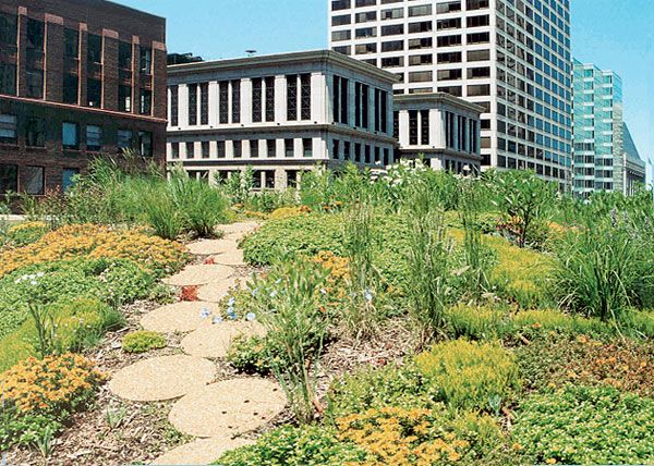 بام سبز ساختمان شهرداری شیکاگو گامی در جهت سبز کردن جنگل بتنی شهر