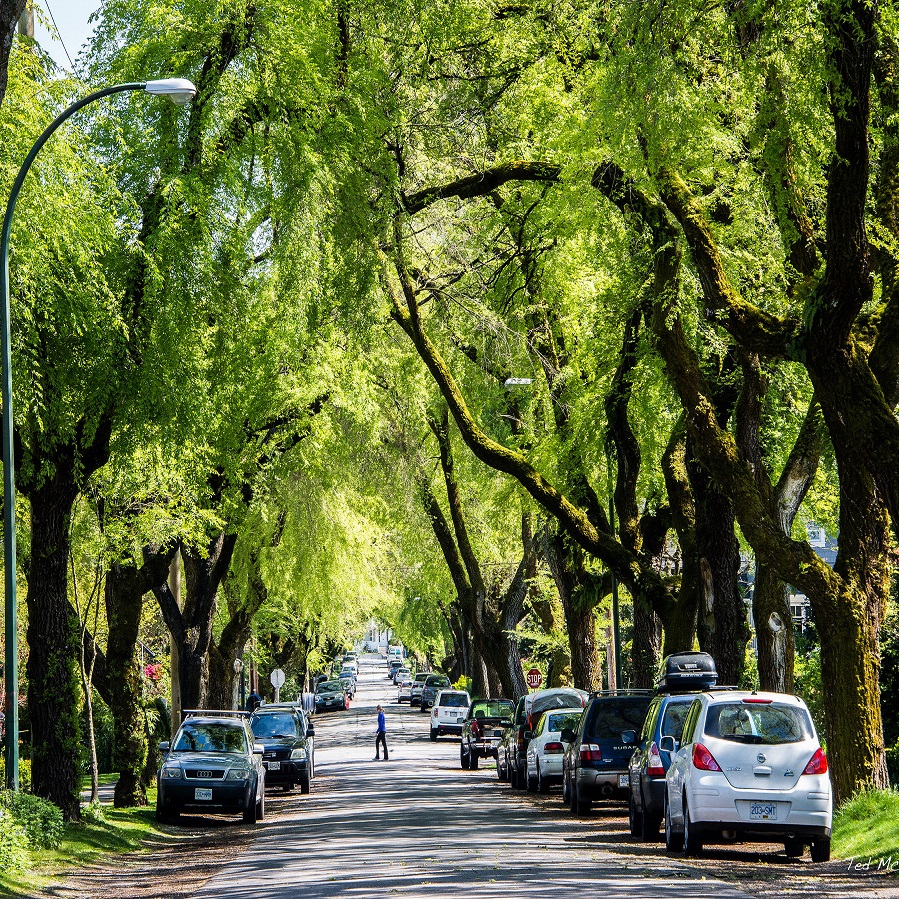 تاثیر پوشش گیاهی بر کیفیت هوا در سطح خیابانها